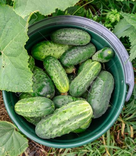 Cucumbers in bucket